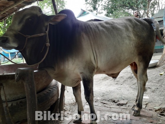 দেশি জাতের কোরবানির গরু